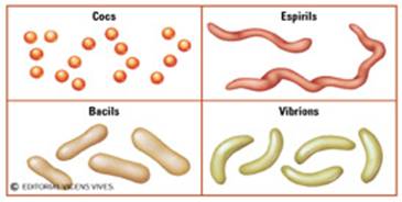 Els%20bacteris%20poden%20presenta