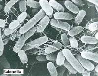 salmonella