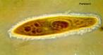 Paramecio