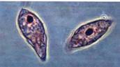 Euglena