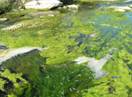 Alga%20verde