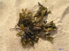 Alga%20bruna