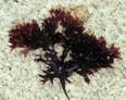 chondrus%20crispus