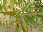 Almendro%20cribao